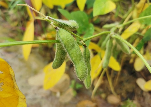 大豆種植不景氣？土壤養(yǎng)分測試儀找到了新出路