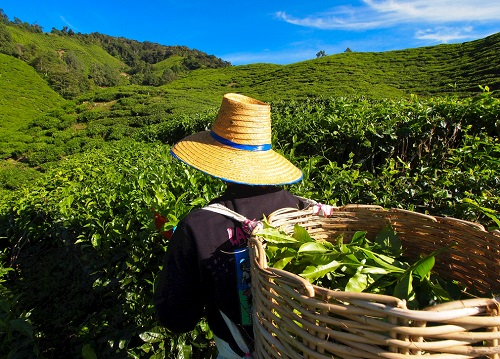茶園里面的土壤應(yīng)該如何檢測？利用土壤儀器對茶園土壤的有效管理
