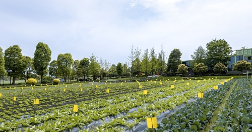 利用土壤緊實(shí)度測定儀分析土壤緊實(shí)度對(duì)植物生長的影響