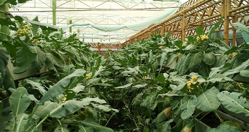 大棚土壤鹽漬化會(huì)對(duì)蔬菜種植（根、葉、果）帶來(lái)哪些危害？